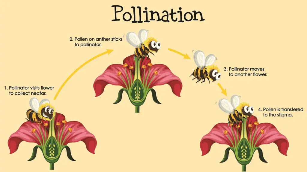 How bees pollinate flowers with pollen