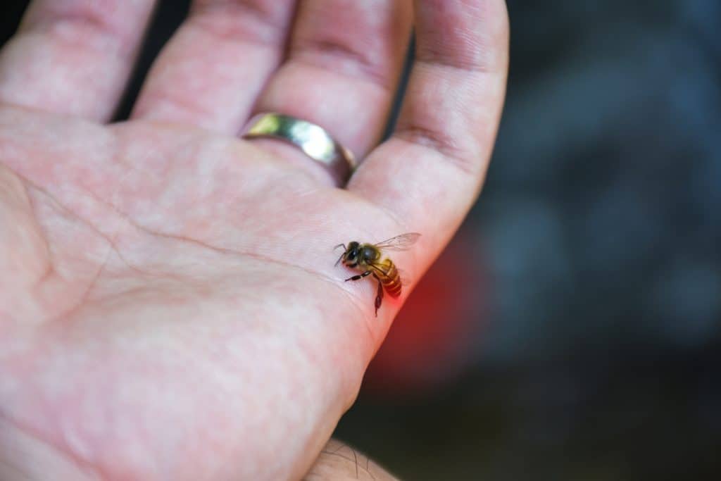 Bee landed on hand