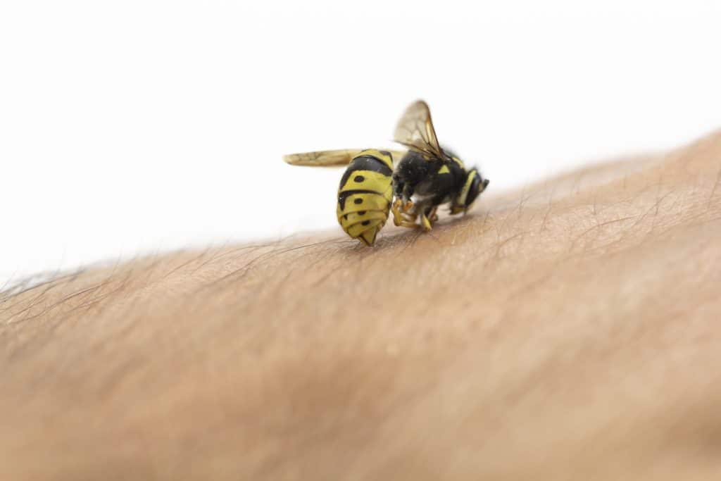 Hornet stinging human skin