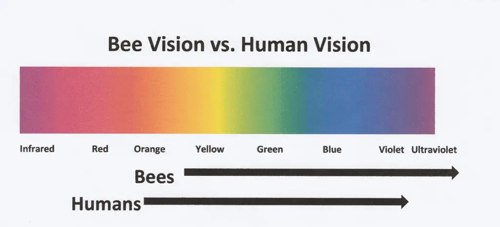 Bee vision vs Human vision