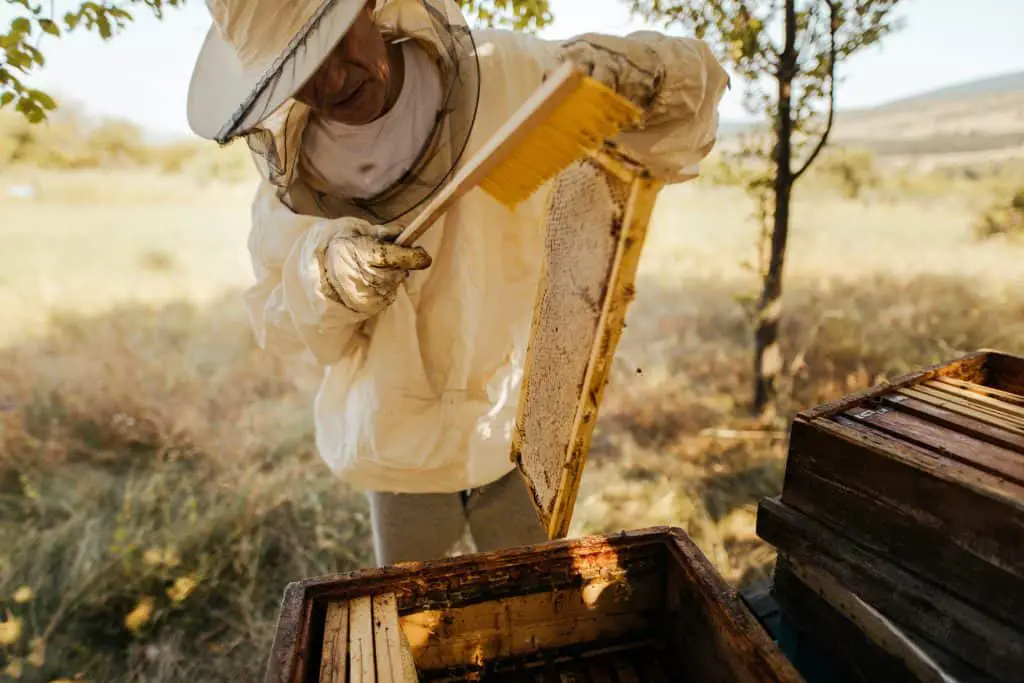 Beekeeper cleaning a frame