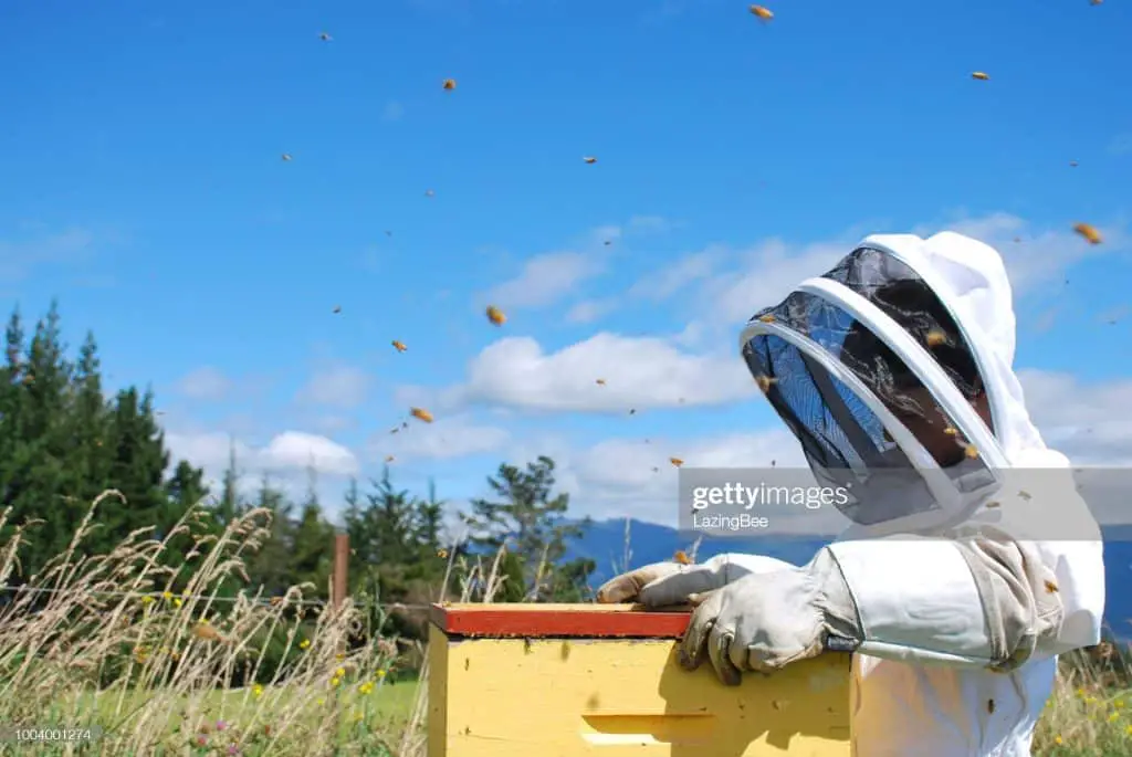 Child beekeeper tending to beehives