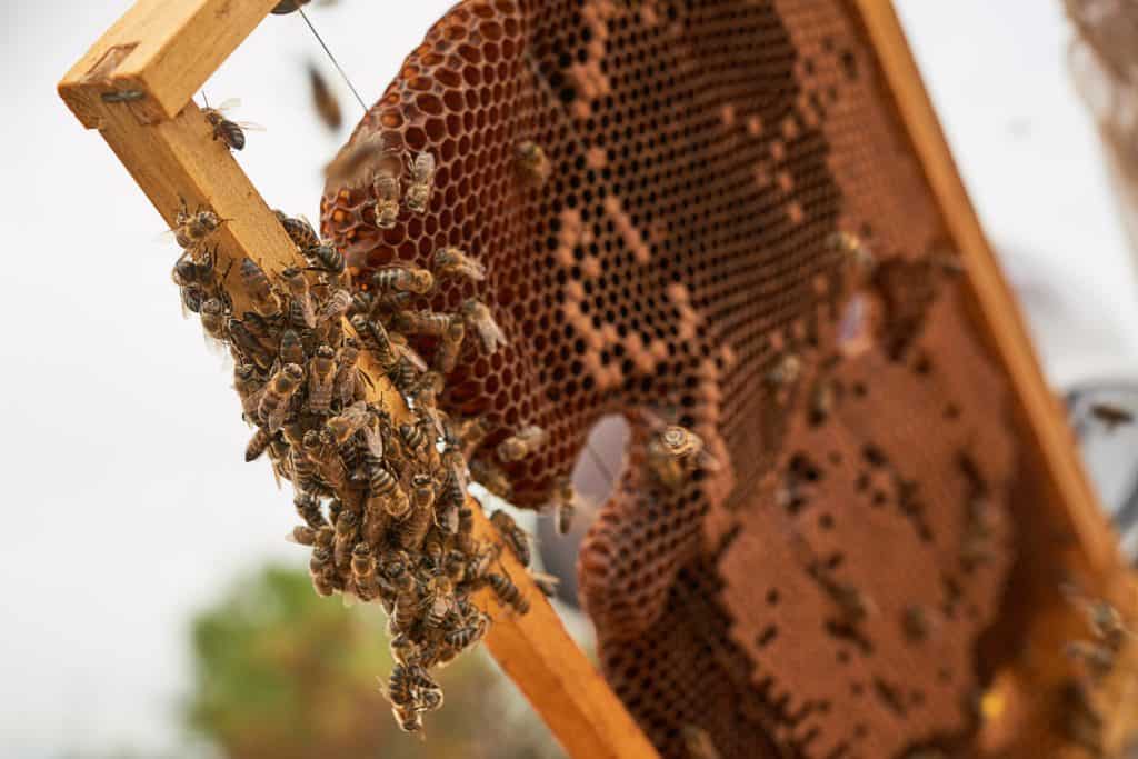 Bess swarming on hive frame