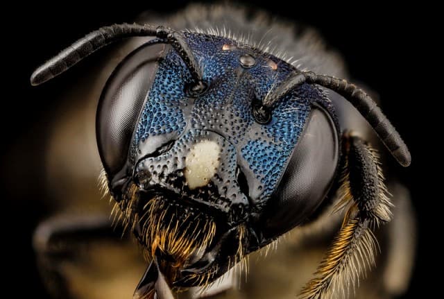 The 5 eyes of a bee