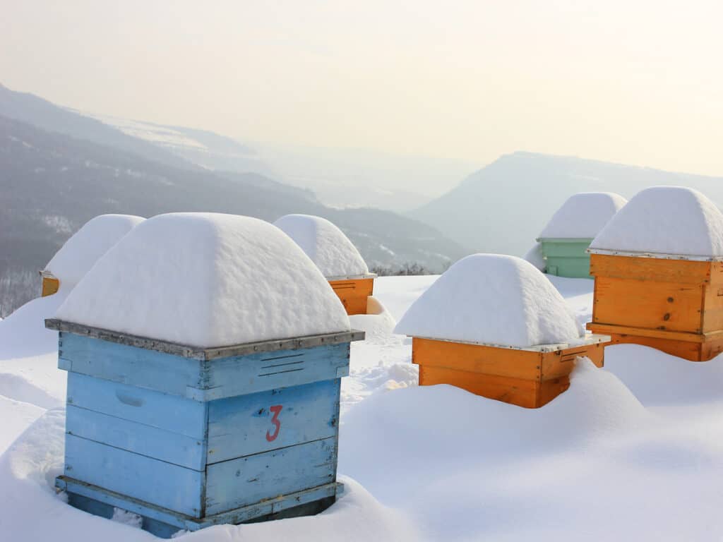 bee boxes in the winter