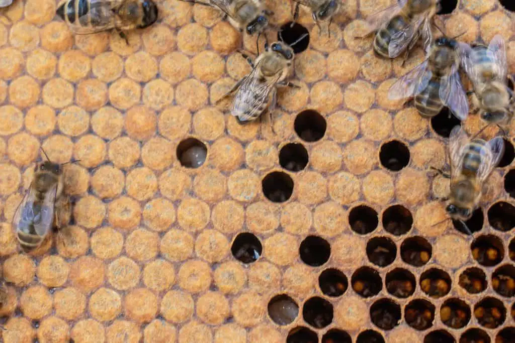 Brood cells in a honey bee hive