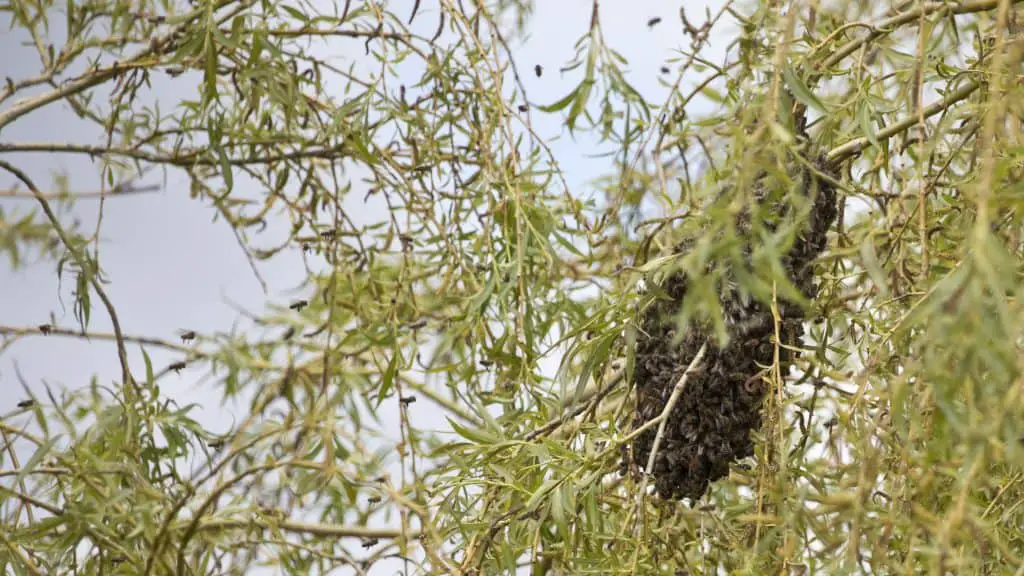 Bees swarming in a weeping willow tree