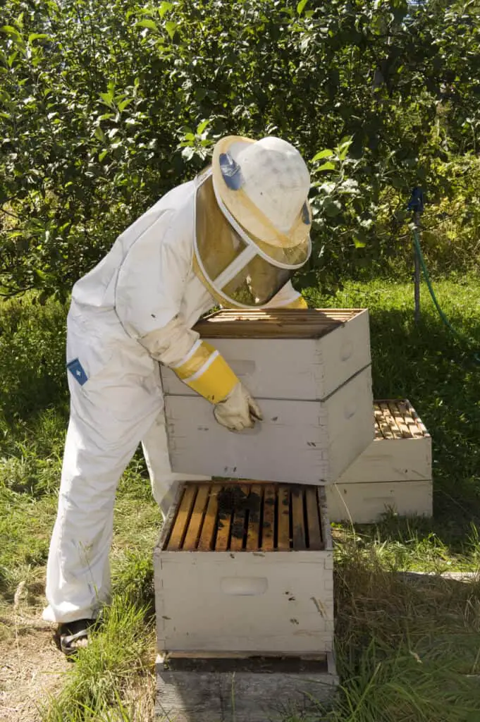 beekeeper looking at boxes