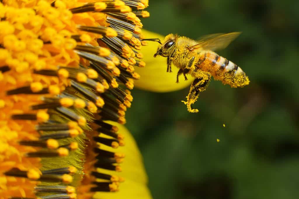 A bee hovering while collecting pollen