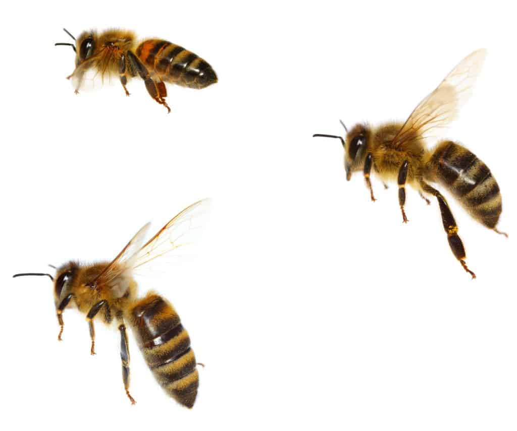 Bees in different stages of flight