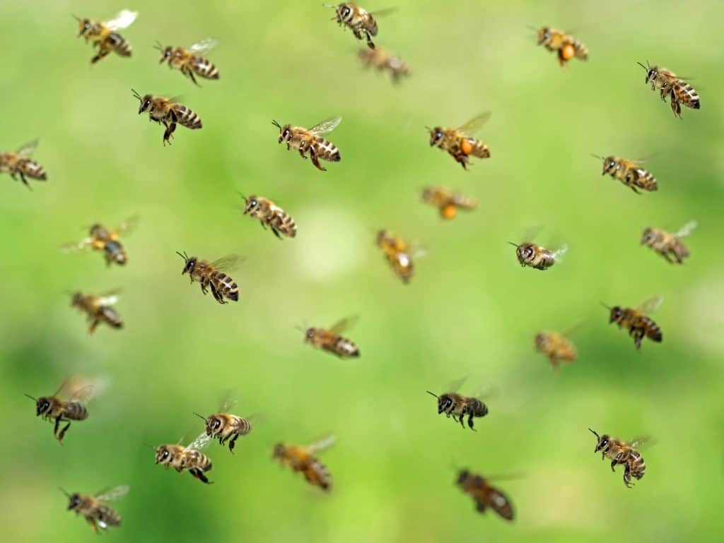 Group of bees flying on a green background