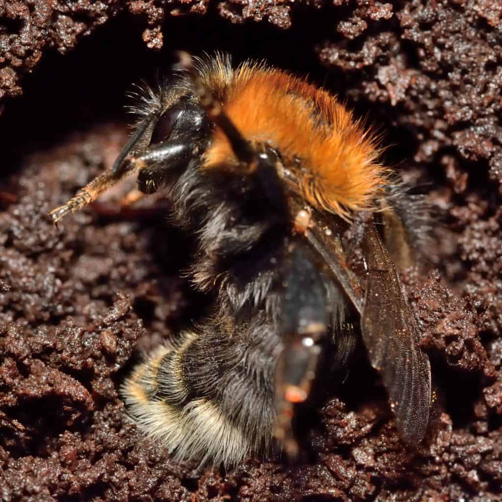 Adult bee hibernating in soil