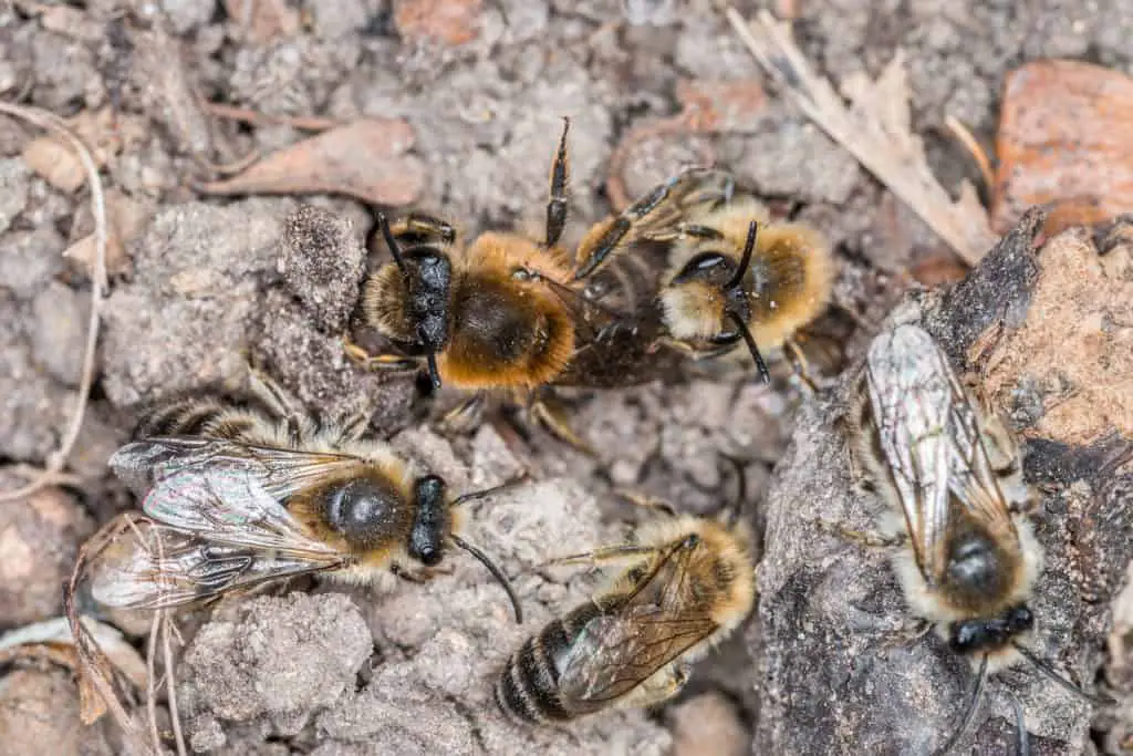Male and Female Earth Bees on the ground