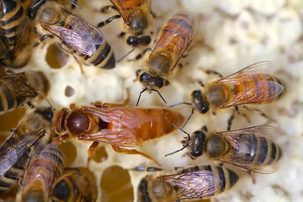 A queen honey bee escorted by her workers over capped honey