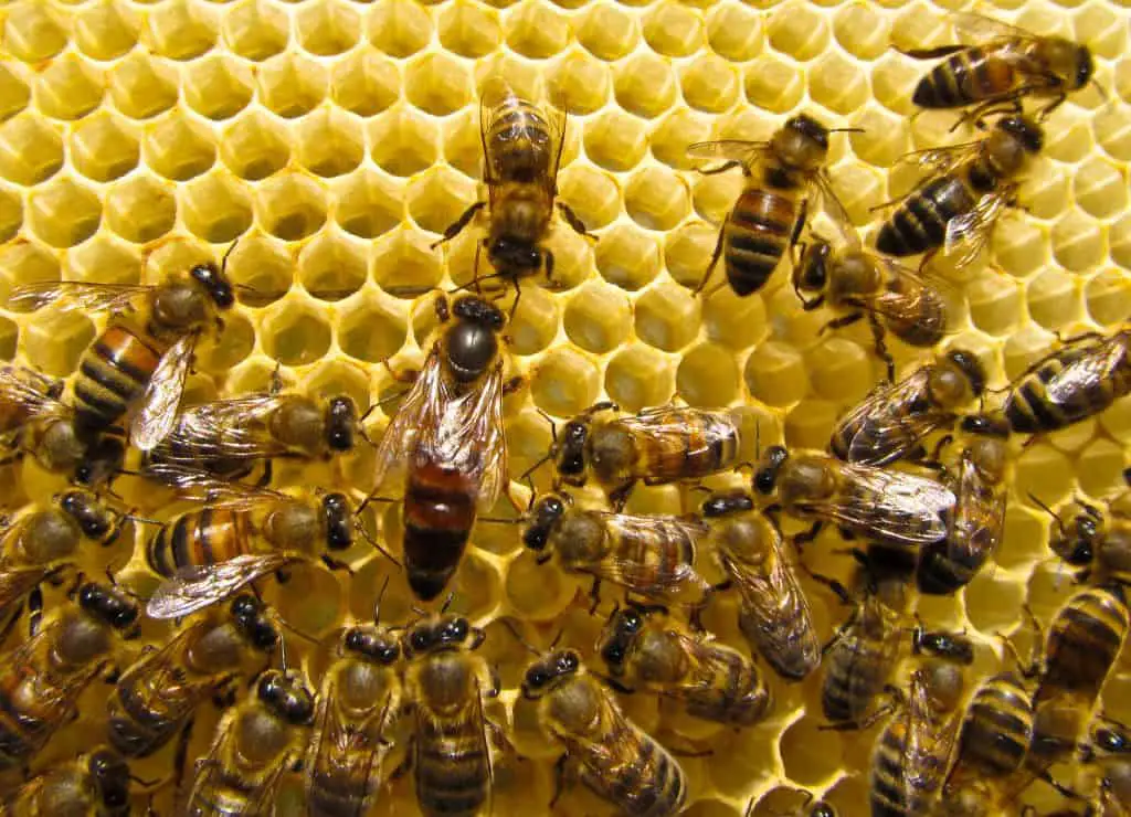 Queen honey bee surrounded by worker bees