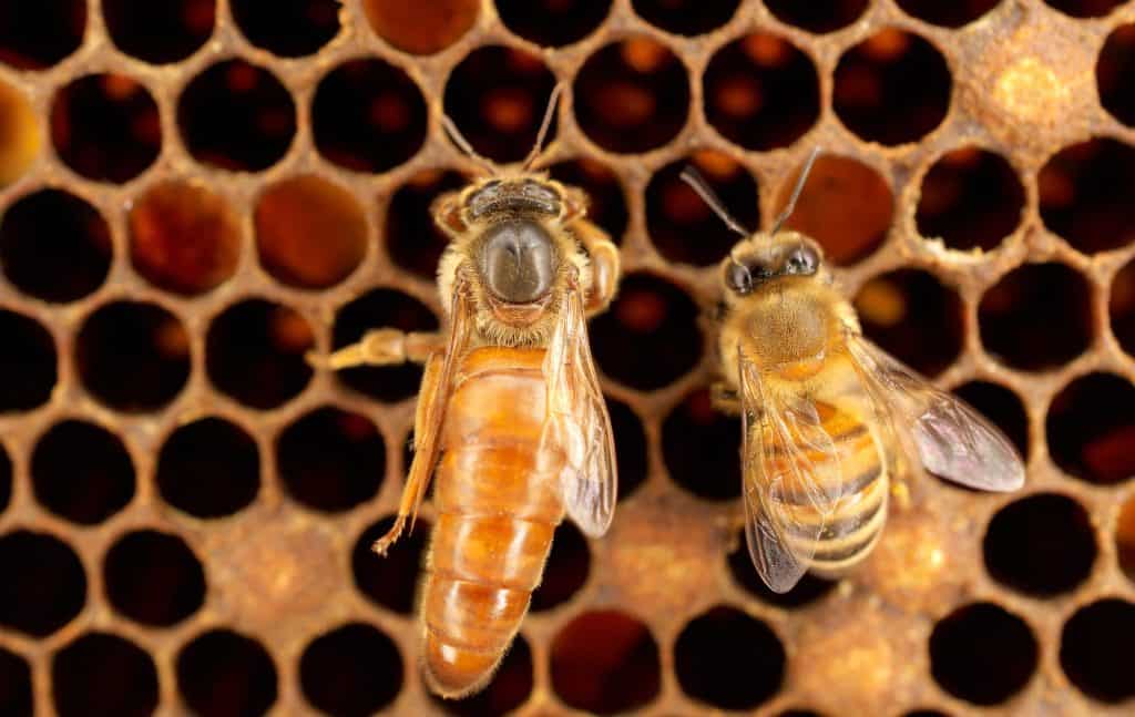 Queen Bee vs Honey Bee