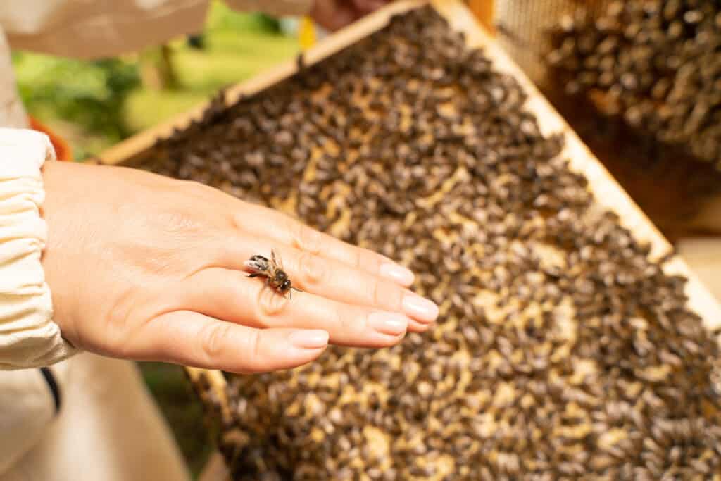 queen bee on hand/female bee