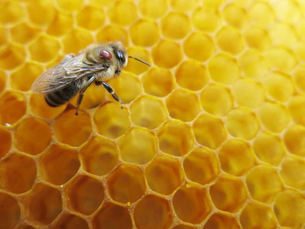 bee mite on bee in hive