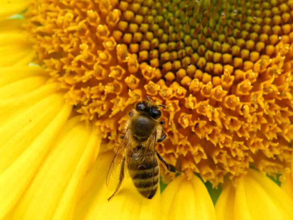 bee landing on sun flower