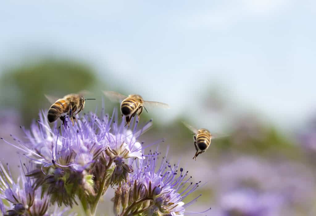 honeybees on purple flower