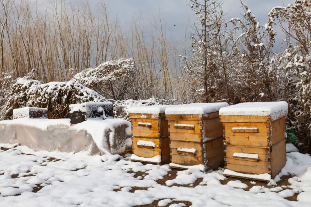 beehive during the winter