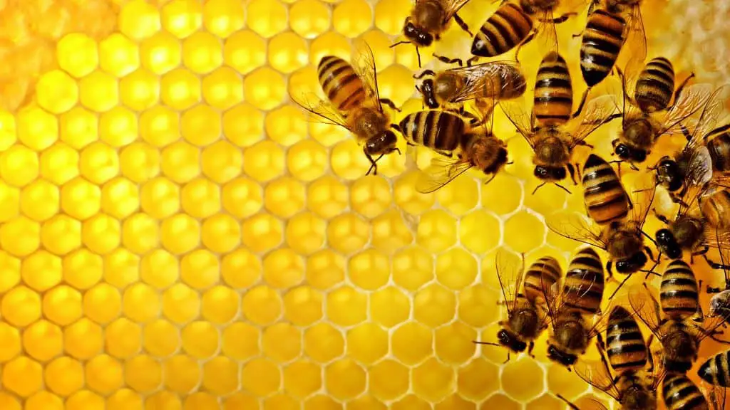 Bees at work on honeycomb
