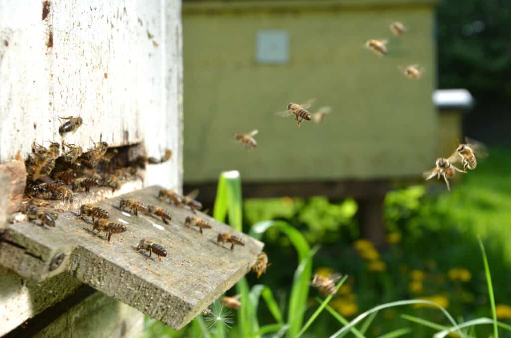bees coming to hive