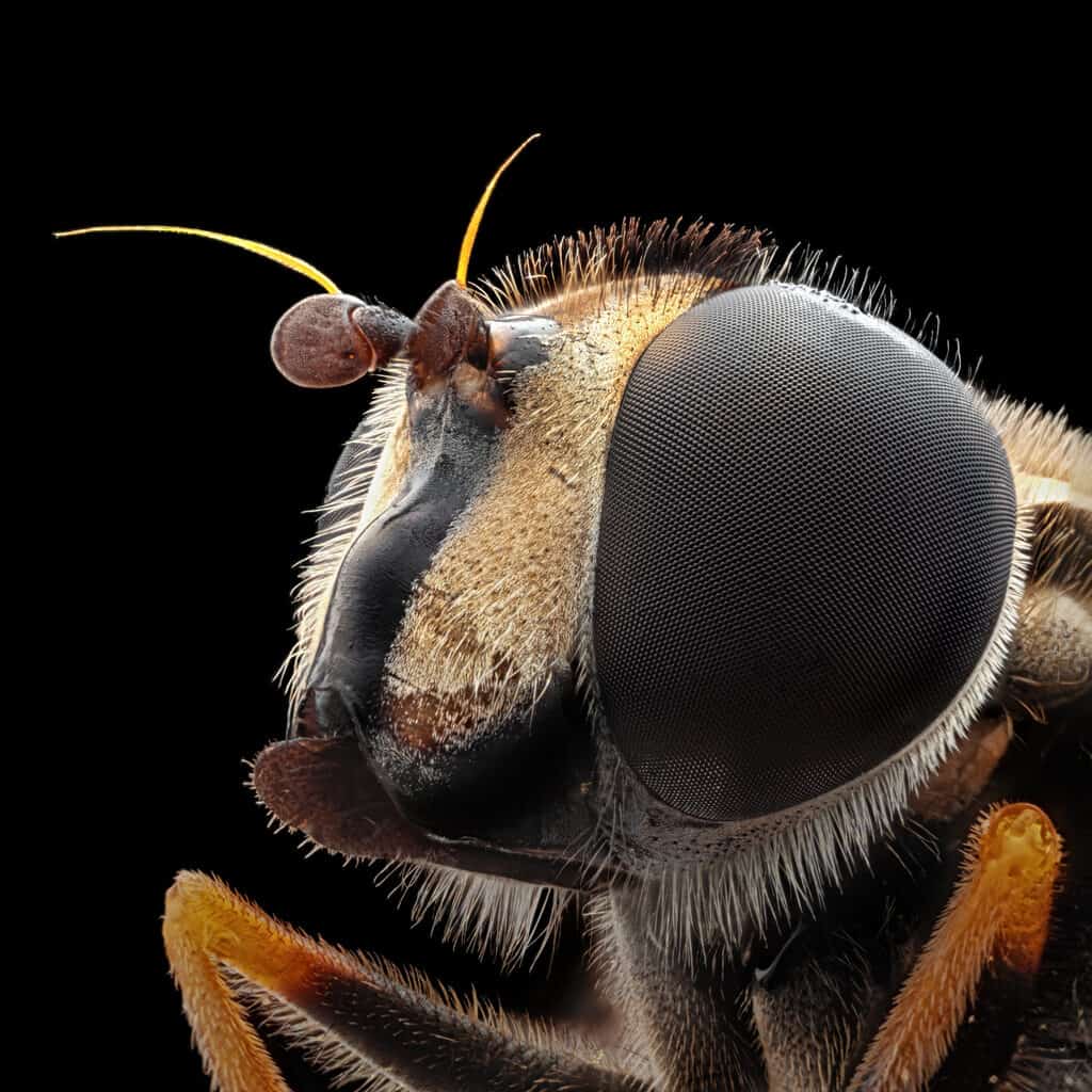 bees head