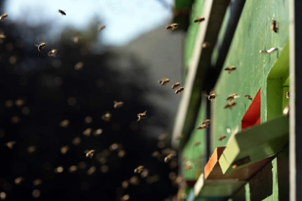 bees-leaving-hive