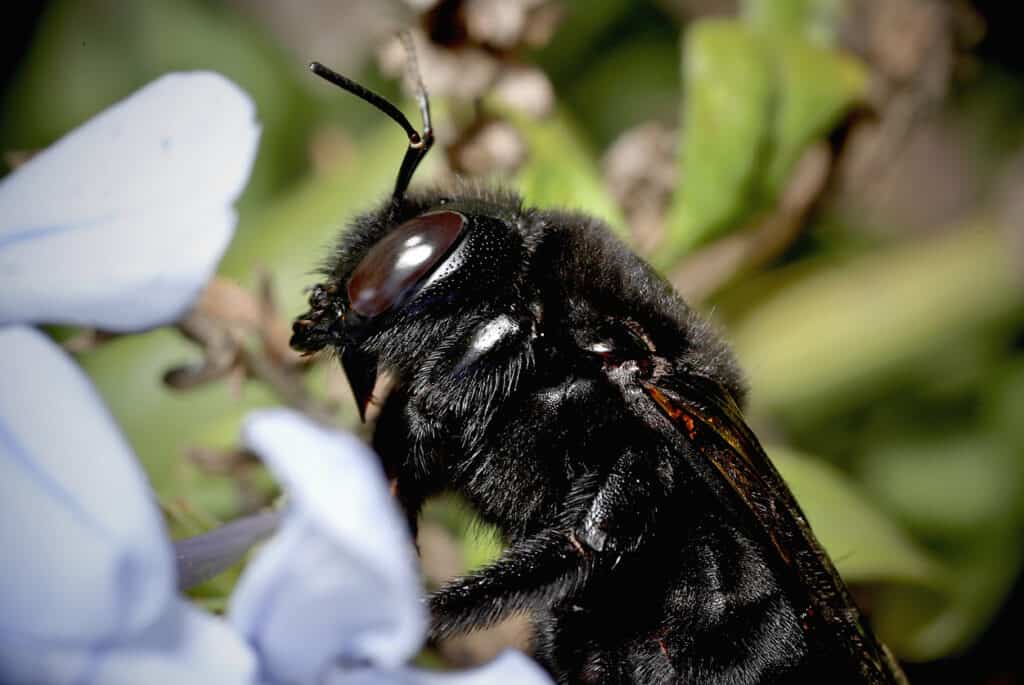 black bee