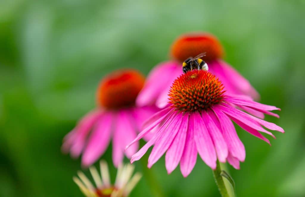 Bumblebee harvesting nectar from an echinacea flower