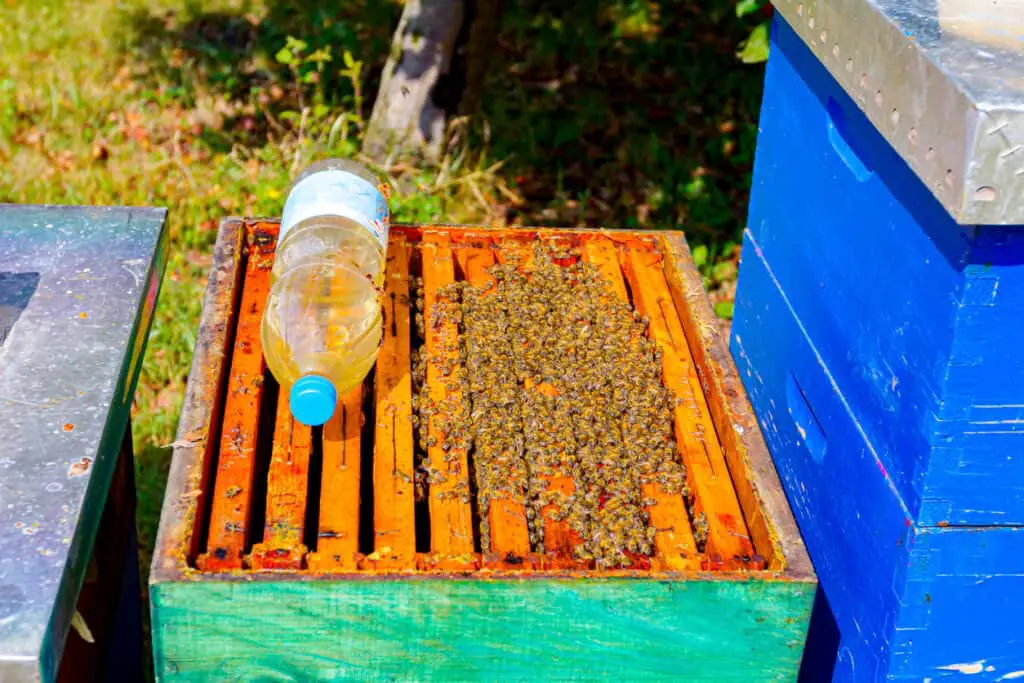 combining bee hives