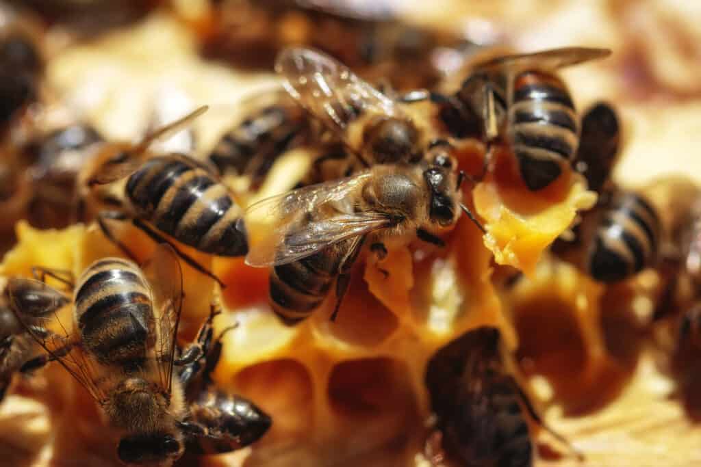 drone bees in beehive