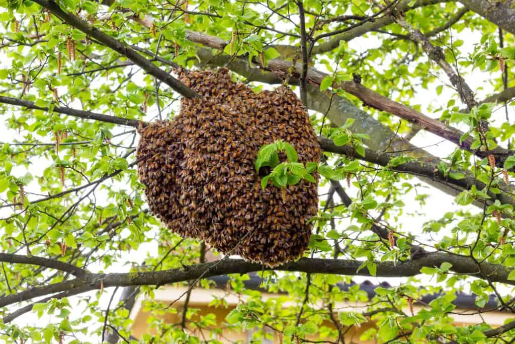 Honey bee swarm on tree
