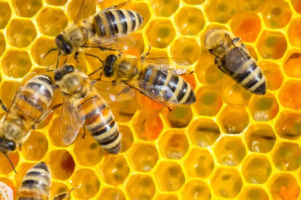 honeybees on honey comb