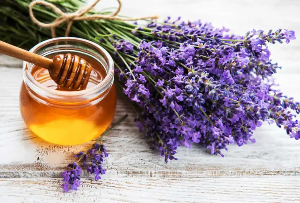 honey by purple flower