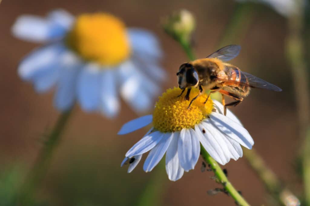 honeybee on buckwheat flower