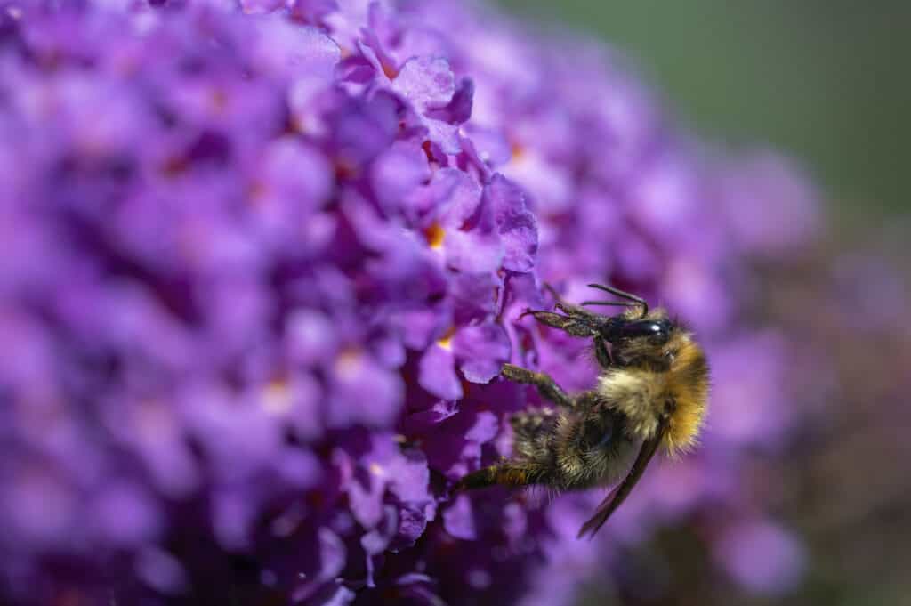 honeybee on purple flowers