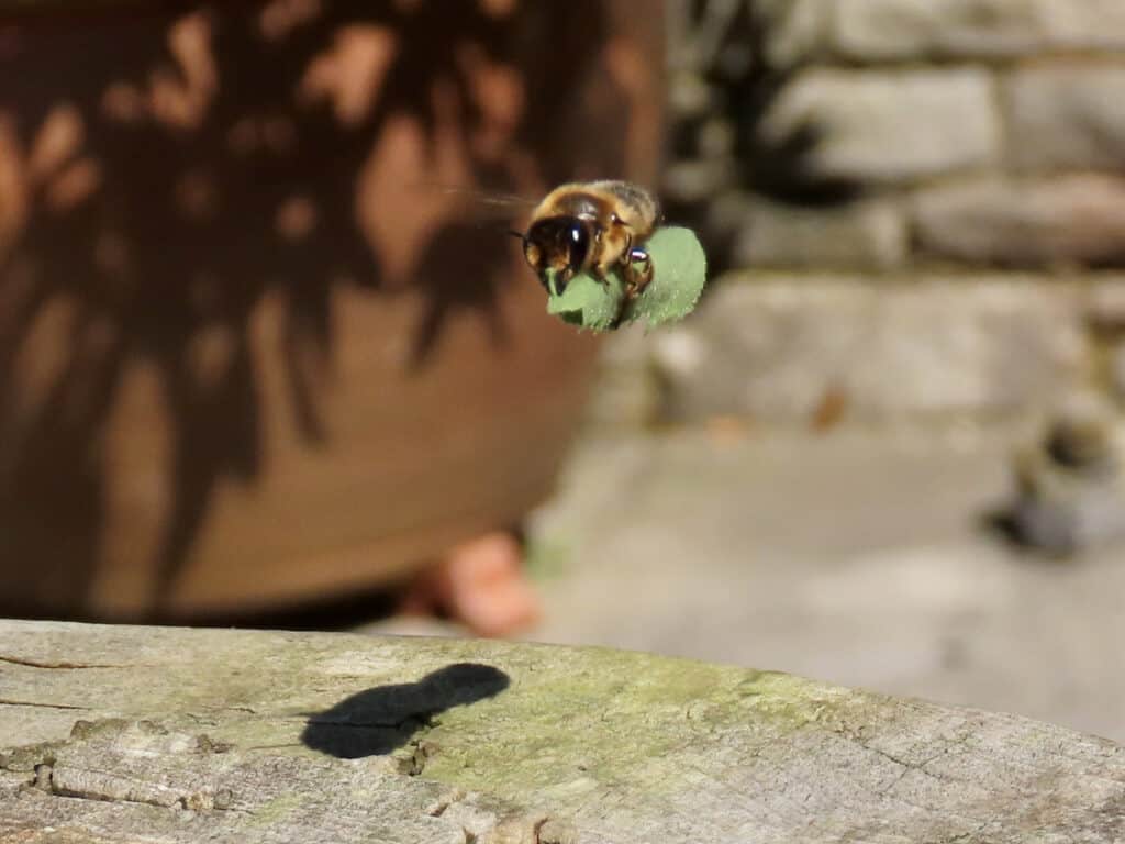 leafcutter bee taking leaf