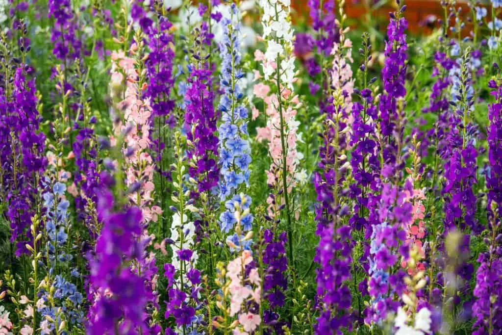 Blue and purple Larkspur flowers