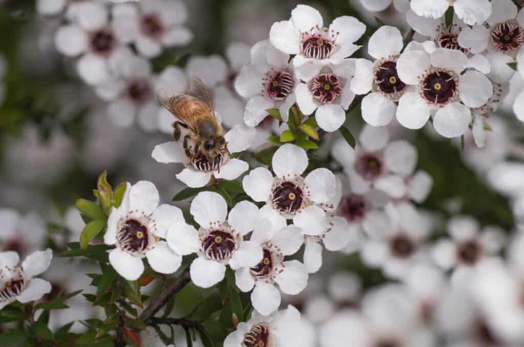 manuka flower with bee on it