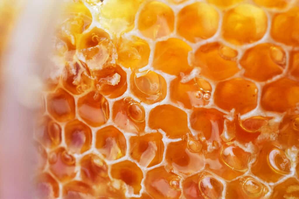 manuka honey in hive
