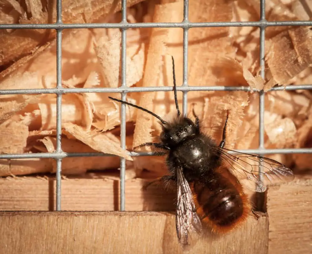 mason bee going to its nest