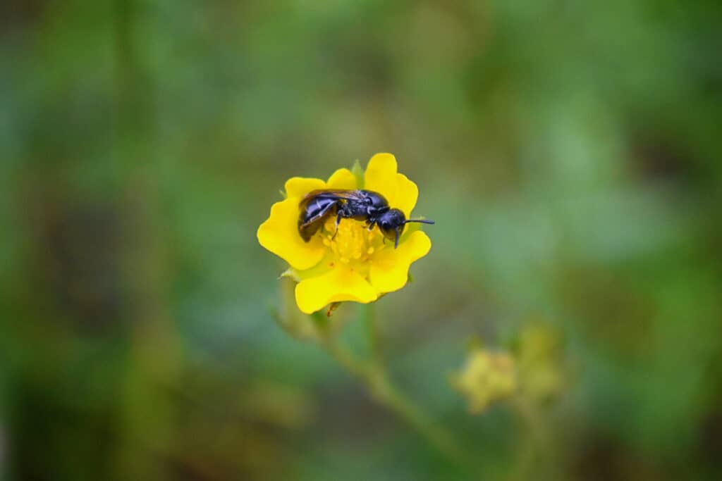 mason bee on flower