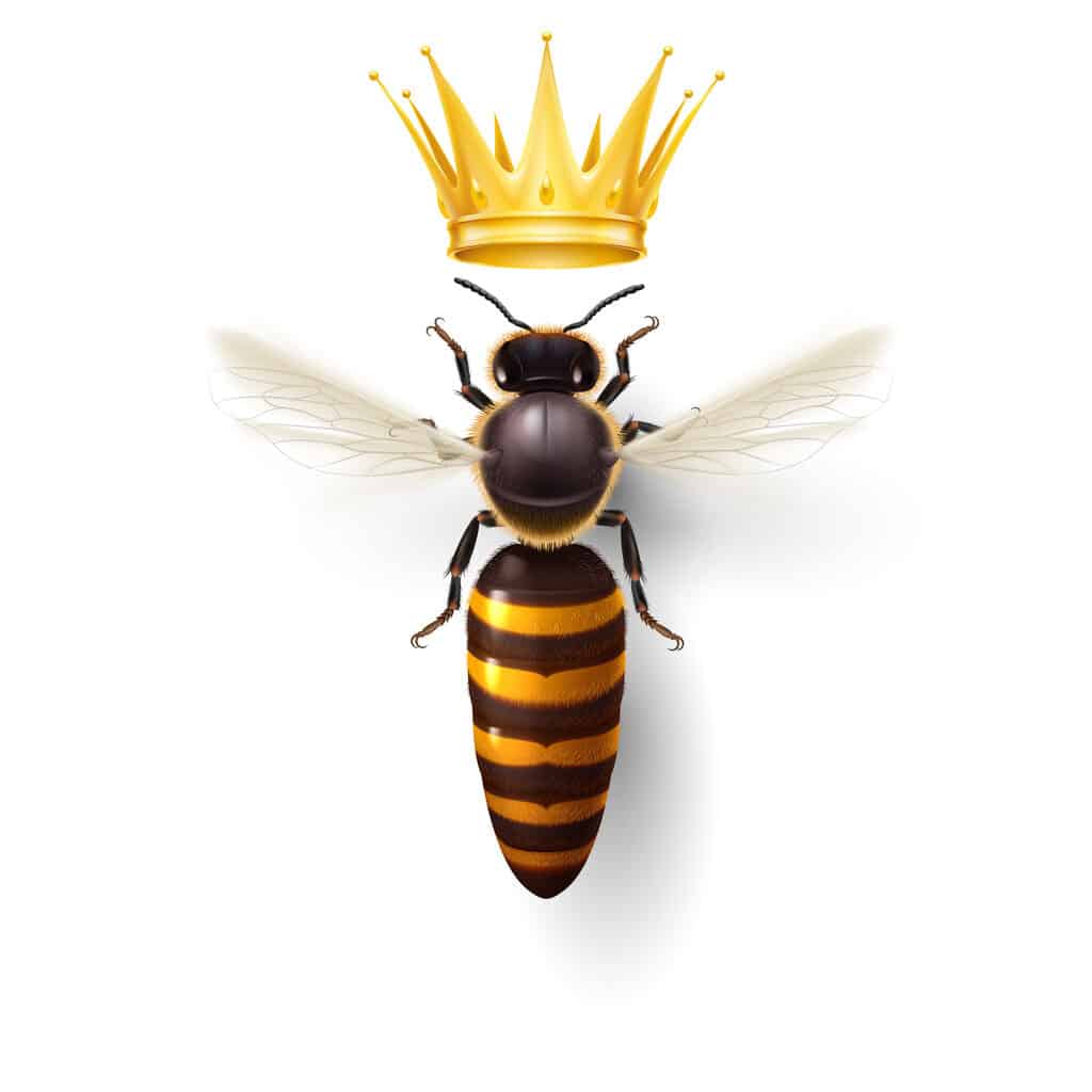 queen bee with crown above her head 