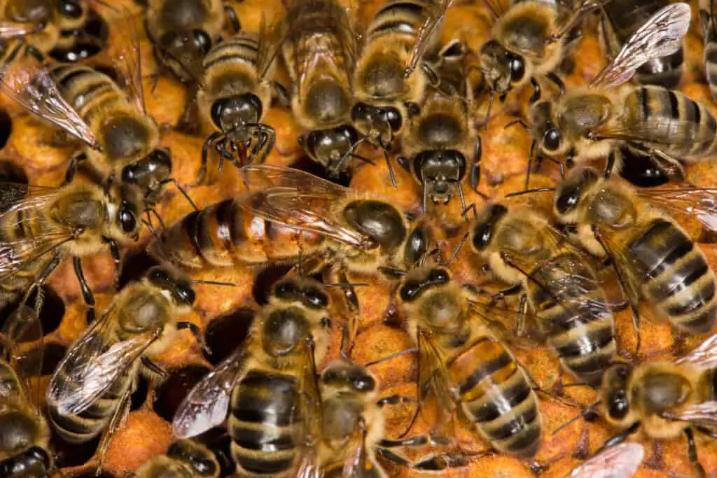 queen bee with worker bees