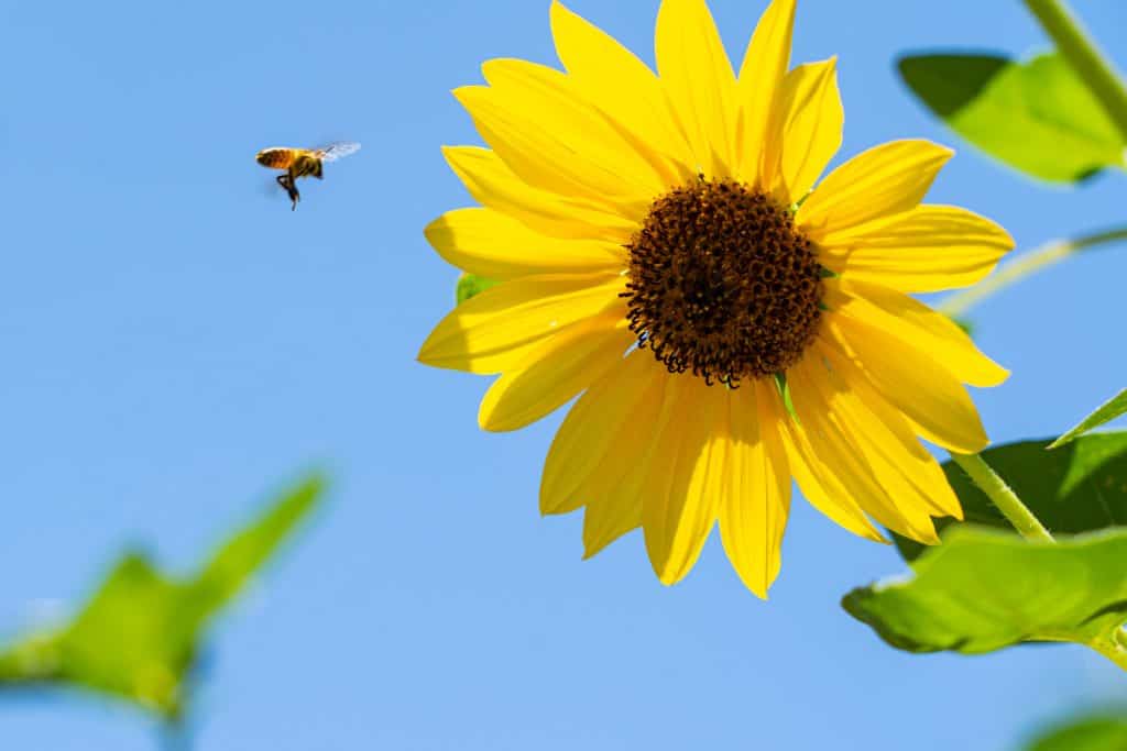 Bee hovering in front of a sunflower