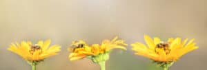 three flowers with bees on them taking pollin