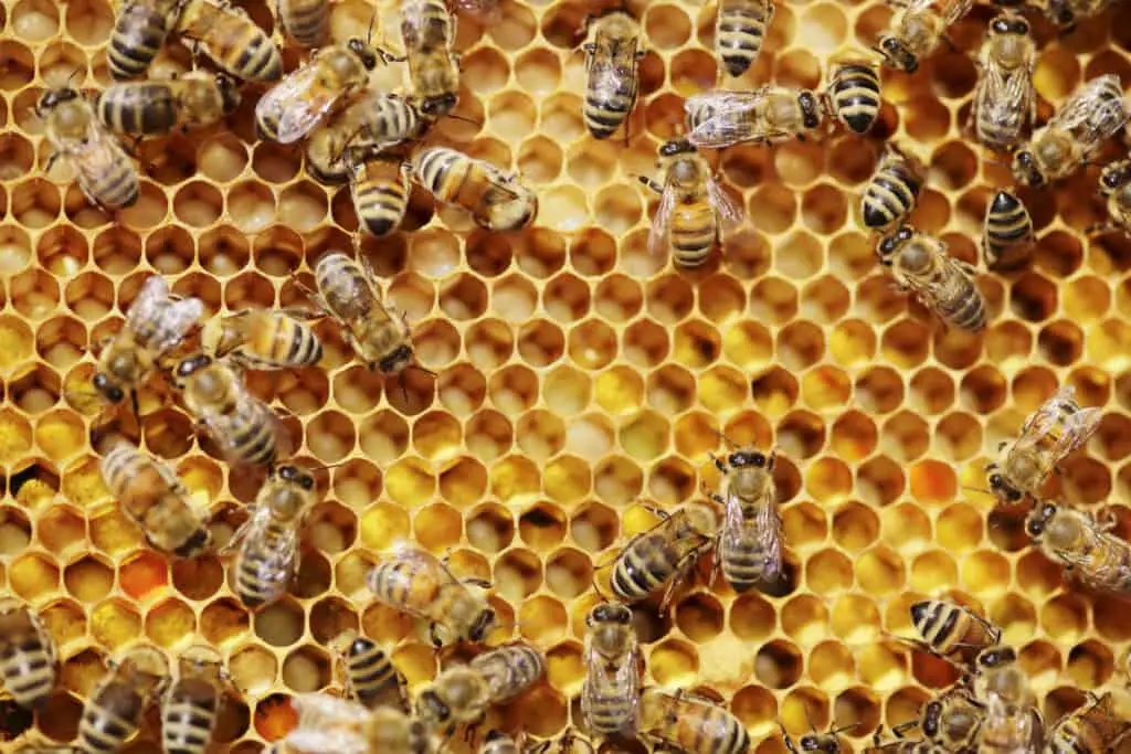 lots of bees making toxic honey