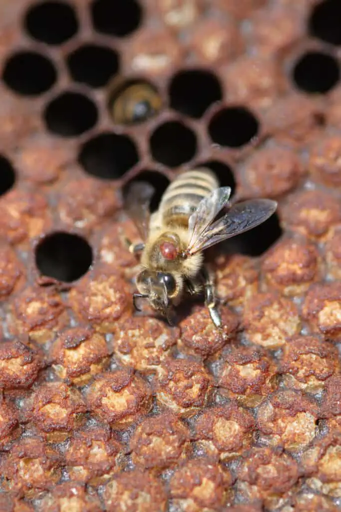 varroa mite on bee in hive